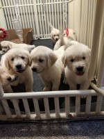 Pawsitively Perfect Pups Golden Retriever breeder