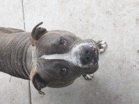 Anna - American Pit Bull Terrier Stud