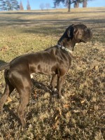 Luke Smith - Boxer Stud