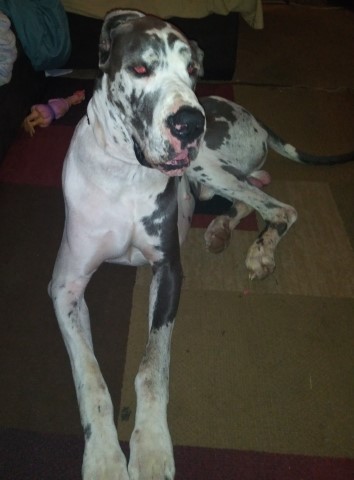 Great Dane Stud 28004