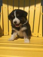 SEK Australian Shepherds Australian Shepherd Dog breeder