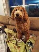 Michelle Easton - Goldendoodle Stud