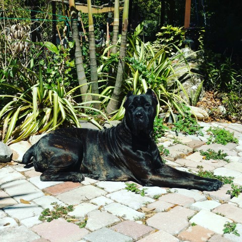 Toro Cane Corso