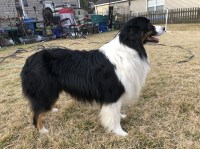 Kimberly Knapp - Australian Shepherd Dog Stud