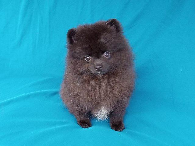 Pomeranian Breeder 31789