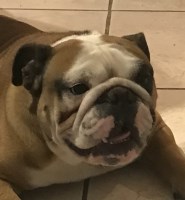 Sailor - English Bulldog Breeder English Bulldog breeder