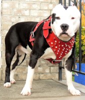 BRED 4 BEAUTY PIT BULLS American Pit Bull Terrier breeder