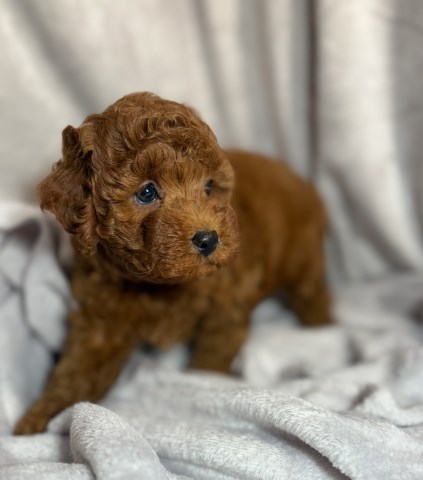 Elite Family Poodle