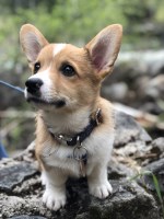 Nadia - Pembroke Welsh Corgi Stud