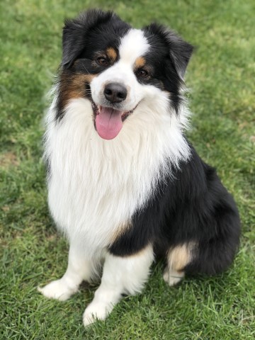 Australian Shepherd Dog Stud 28954