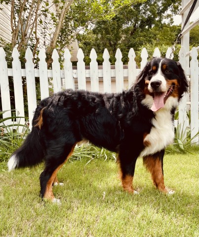 Timeless Cottage Homestead