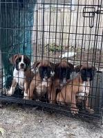 McDougald Kennel Boxer breeder