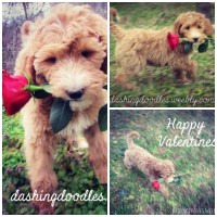 DASHING DOODLES Goldendoodle breeder