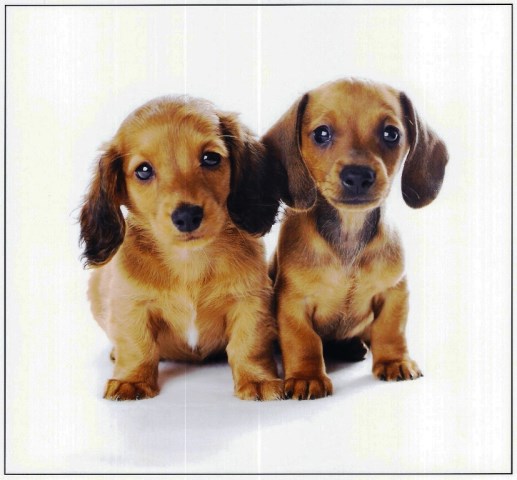 Mom's Dachshunds