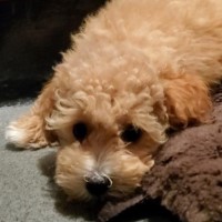 Looking for toy stud dog or AI