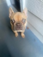 K.Melville - French Bulldog Stud