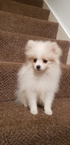 Pomeranian Stud 26737