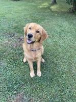 Lia - Golden Retriever Stud