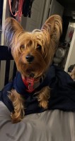 Sheree Feaster - Yorkshire Terrier Stud
