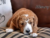 Gabrielle Bulgari - Labradoodle Stud