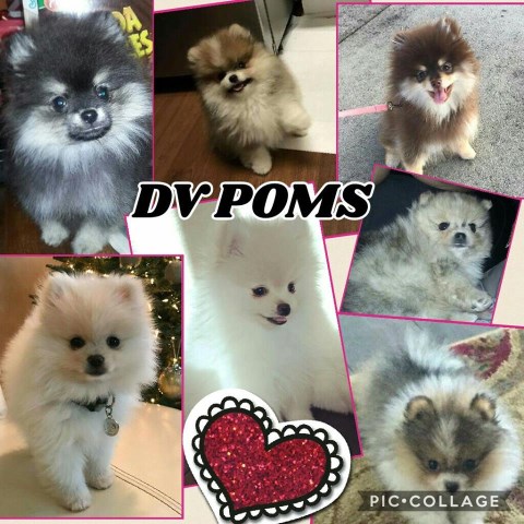 Pomeranian Breeder 21990