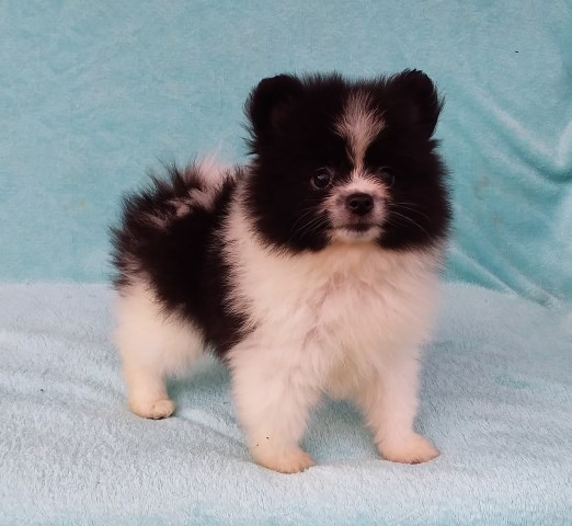 Florida Pomeranian