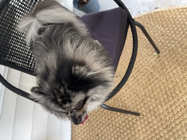 Pomeranian Stud 31964