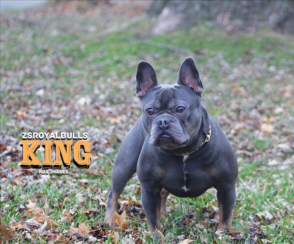 French Bulldog Stud 30097