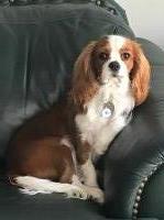 Angie Terry - Cavalier King Charles Spaniel Stud