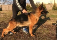 Richthofen German Shepherds German Shepherd Dog breeder