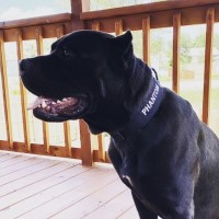 Dustin De Losh - Cane Corso Stud