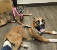 Charles Walker - Boxer Stud