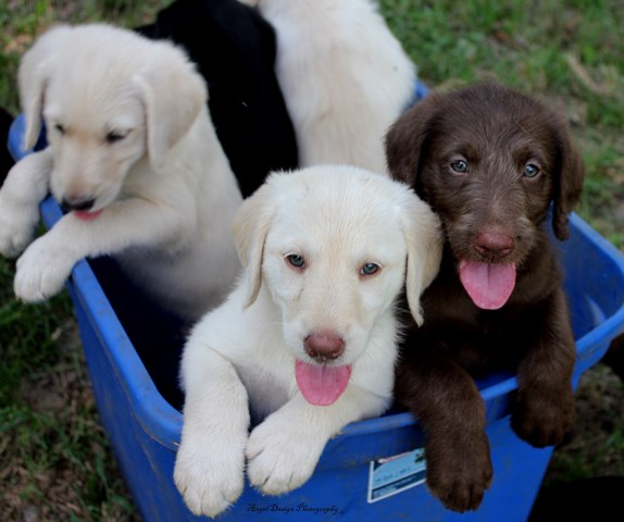 Puppy Love Labradoodle