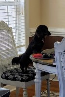 Morgan Grumley - Dachshund Stud