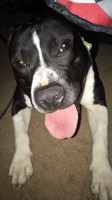 Kayla - American Pit Bull Terrier Stud