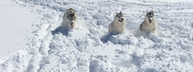 Siberian Husky Breeder 10389