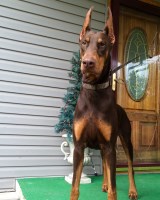 Izabella - Doberman Pinscher Stud