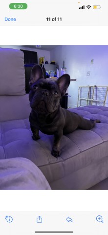 Versace French Bulldogs