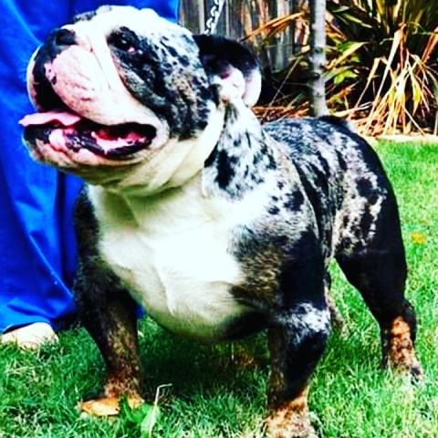 English Bulldog Stud 26438