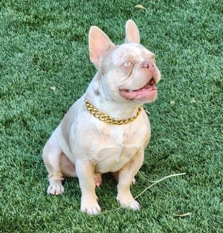 French Bulldog Stud 31517