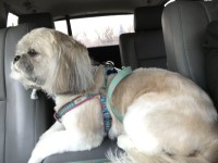 Elizabeth Tarabillo - Shih Tzu Stud