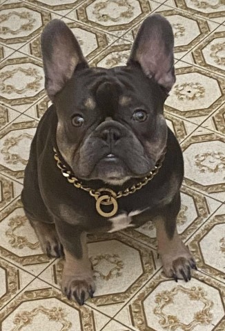 French Bulldog Stud 28691