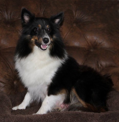 Shetland Sheepdog Breeder 25643