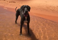 krystal clark - Great Dane Breeder Great Dane breeder