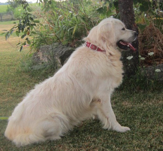 McMahon Family Goldens