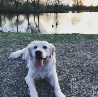 Hector  Gonzalez - Golden Retriever Stud