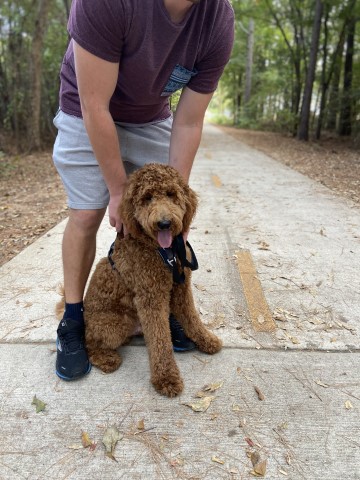 Goldendoodle Stud 30029