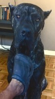 Julian - Cane Corso Stud