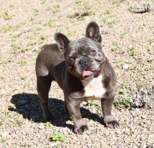 French Bulldog Stud 26660