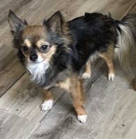 Bobbi - Chihuahua Stud